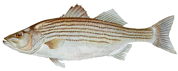 Striped bass